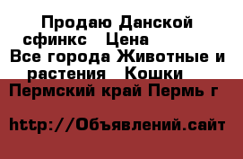  Продаю Данской сфинкс › Цена ­ 2 000 - Все города Животные и растения » Кошки   . Пермский край,Пермь г.